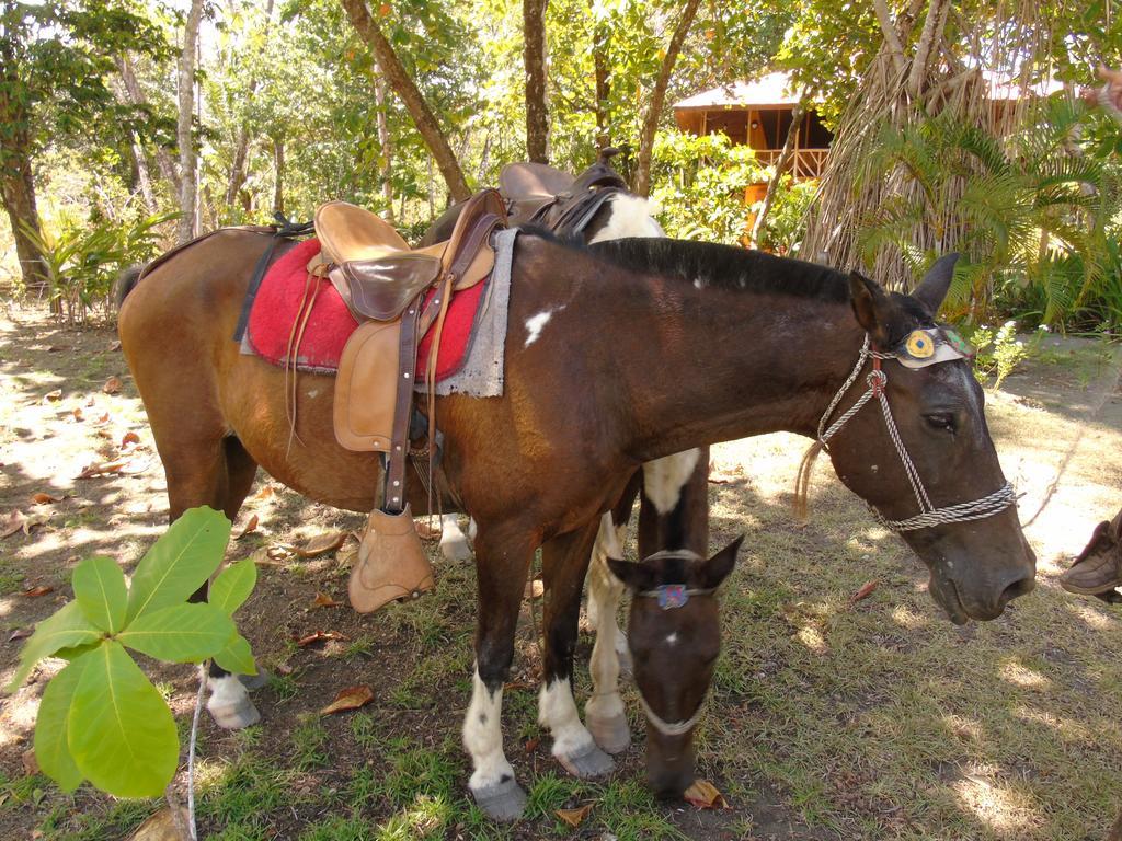Punta Preciosa Bed & Breakfast Puerto Jimenez Exterior photo